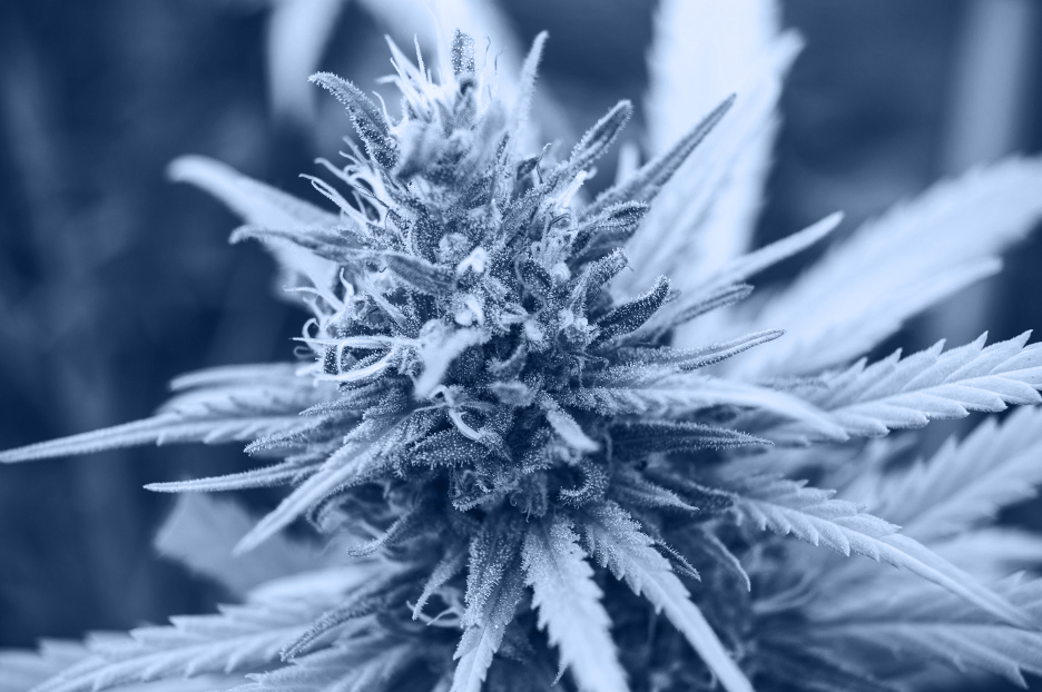 Cultiva Cannabis